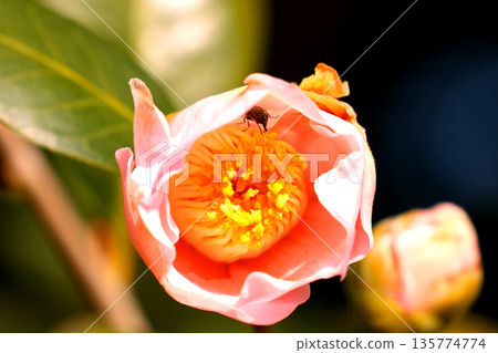 一隻小昆蟲藏在山茶花里 135774774