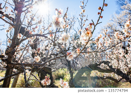 White plum shining in the blue sky White plum shining in the blue sky 135774794