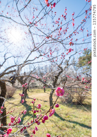 A sunny day with pink plum blossoms in bloom A sunny day with pink plum blossoms in bloom 135774795