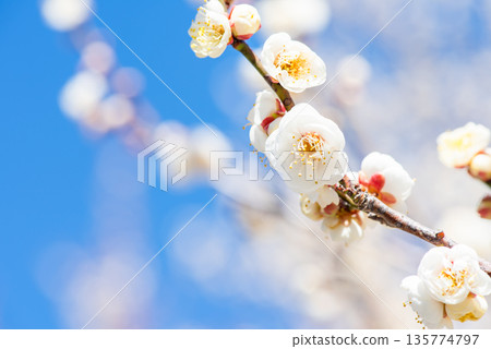 White plum in full bloom that shines in the blue sky White plum in full bloom that shines in the blue sky 135774797