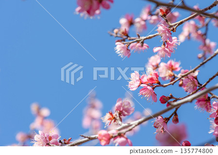 Pink plum blossoms shining in the blue sky 135774800