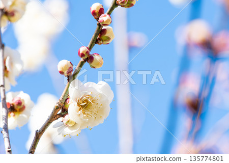 白梅花蕾閃耀藍天 白梅花蕾閃耀藍天 135774801