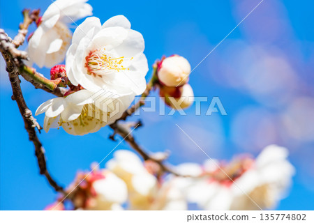 湛藍的天空和潔白的梅花 湛藍的天空和潔白的梅花 135774802