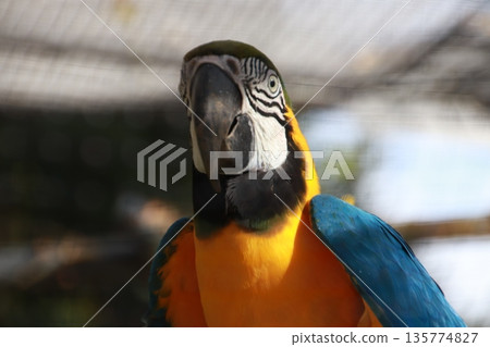 Ruri Macawo 135774827