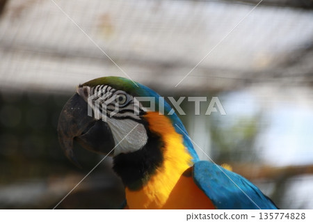 Ruri Macawo Ruri Macawo 135774828