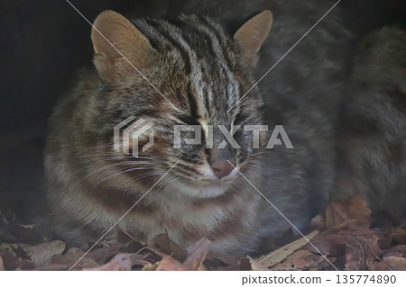 對馬eumaneko 對馬eumaneko 135774890
