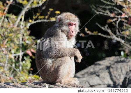 monkey 135774923