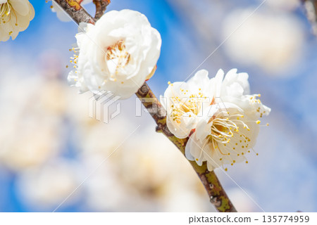White plum blossoms in full bloom White plum blossoms in full bloom 135774959