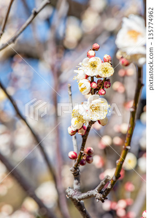 White plum blossom scenery 135774962
