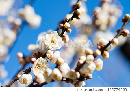 湛藍天空下盛開的白色梅花 湛藍天空下盛開的白色梅花 135774963