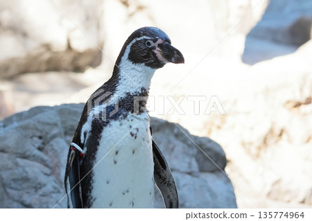 Humboldt Penguin 135774964