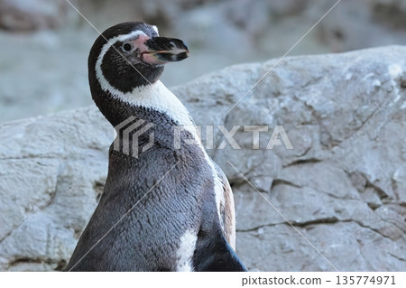 洪堡企鵝 洪堡企鵝 135774971