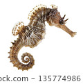 Side view of a Common Seahorse, Hippocampus kuda in sea. 135774986