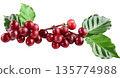 Red coffee beans on a branch. 135774988