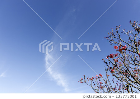 冬日的天空和盛開的紅梅花 冬日的天空和盛開的紅梅花 135775001