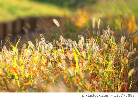 Golden autumn leaves of green foxtail (Setaria violacea) Golden autumn leaves of green foxtail (Setaria violacea) 135775092