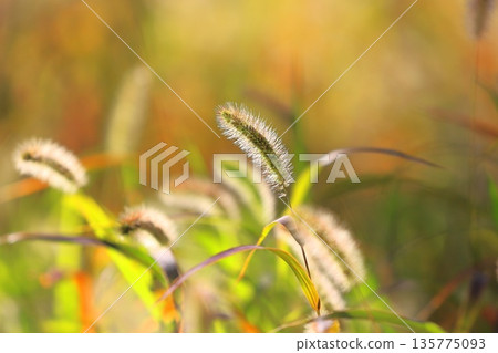 Golden autumn leaves of green foxtail (Setaria violacea) Golden autumn leaves of green foxtail (Setaria violacea) 135775093