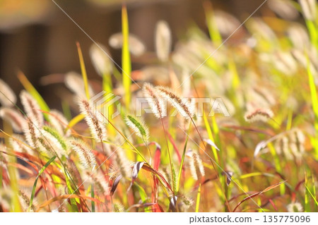 秋日金黃的狗尾草（Setaria viridis） 135775096