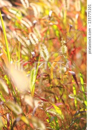 秋日金黃的狗尾草(Setaria viridis) 秋日金黃的狗尾草(Setaria viridis) 135775101
