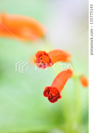 Sinningia flower 135775143