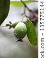 Feijoa fruit and raindrops 135775144