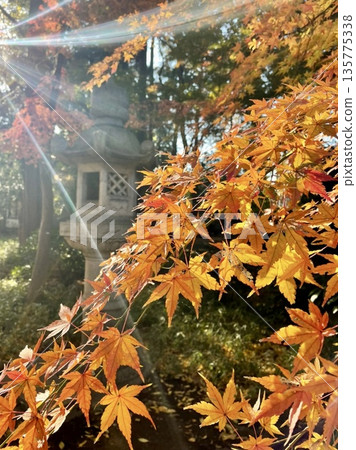 The autumn sunshine, vibrant autumn leaves decorating the stone lantern, and fantastic streaks of light 135775338