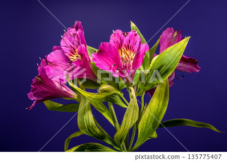 Pink Alstroemeria Peruvian Lily Flowers On Dark Blue Background Pink Alstroemeria Peruvian Lily Flowers On Dark Blue Background 135775407