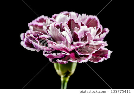 Purple Carnation Flower With Water Drops On Black Background 135775411