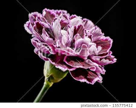 Purple Carnation Flower With Water Drops On Black Background 135775412