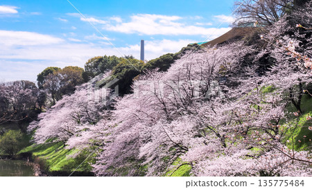 Cherry tree in full bloom  135775484