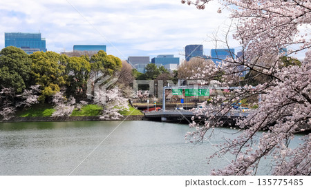 Cherry blossoms at the Chidorigafuchi and the capital city high speed 135775485