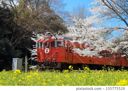 Kominato Railway runs through cherry blossoms in full bloom and rapeseed flower fields 135775520