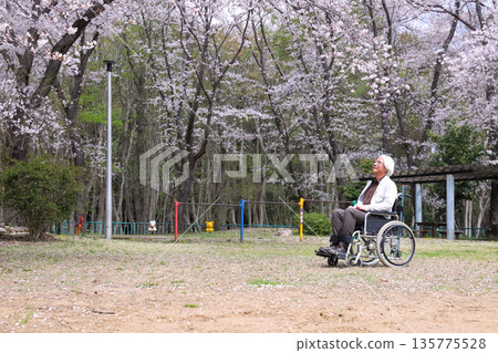 A senior in a wheelchair looking up at cherry blossoms in full bloom A senior in a wheelchair looking up at cherry blossoms in full bloom 135775528