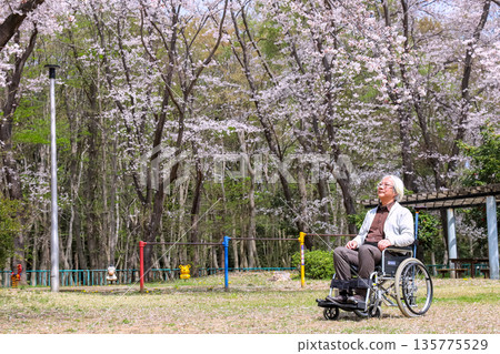 Elderly people in wheelchairs viewing cherry blossoms Elderly people in wheelchairs viewing cherry blossoms 135775529