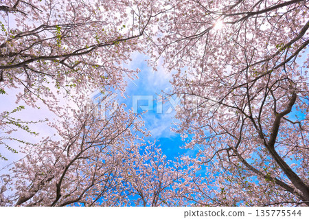 Blue sky and cherry blossoms in full bloom 135775544