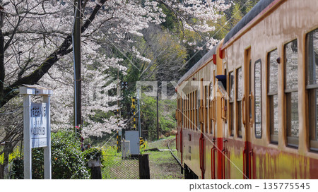 A Kominato Railway train departs Kazusa-Okubo Station with cherry blossoms in full bloom A Kominato Railway train departs Kazusa-Okubo Station with cherry blossoms in full bloom 135775545