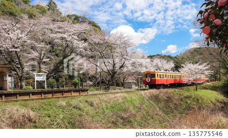 一列火車駛入和總大久保站,周圍櫻花盛開。 一列火車駛入和總大久保站,周圍櫻花盛開。 135775546
