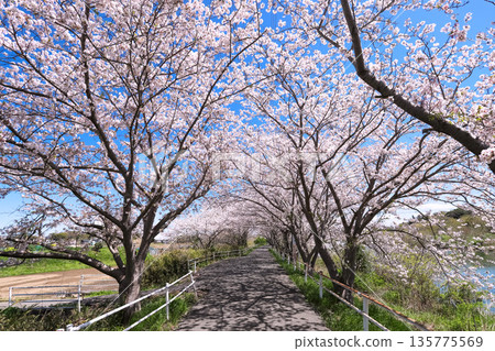 Cherry blossoms in full bloom and the Hanamigawa Cycling Road Cherry blossoms in full bloom and the Hanamigawa Cycling Road 135775569