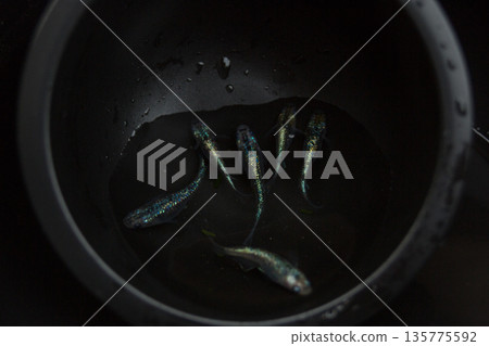 青鱂，青鱂，跛腳 135775592