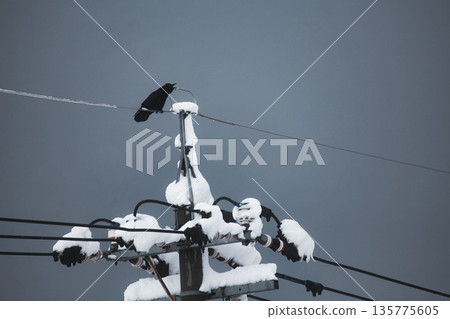 A crow on a telephone pole in a snowy landscape A crow on a telephone pole in a snowy landscape 135775605
