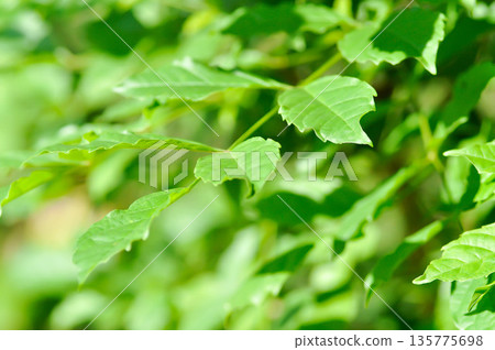 Trumpet vine plant, Yellow bell or Yellow elder plant Trumpet vine plant, Yellow bell or Yellow elder plant 135775698