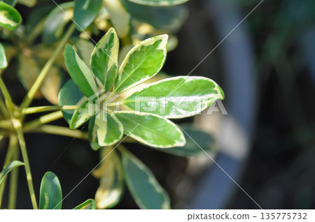 ARALIACEAE, Hawaiian Elf or Miniature Umbrella Plant or Schefflera arboricola Hayata Merr or Variegata Schefflera arboricola or Variegated Dwarf Umbrella Tree ARALIACEAE, Hawaiian Elf or Miniature Umbrella Plant or Schefflera arboricola Hayata Merr or Variegata Schefflera arboricola or Variegated Dwarf Umbrella Tree 135775732