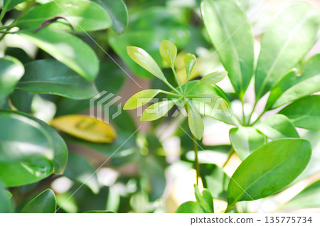 Octopus tree, Schefflera actinophylla or Schefflera actinophylla Endl Harms or Umbrella tree or ARALIACEAE 135775734