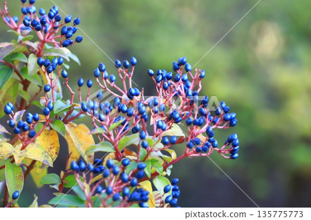 Viburnum tinus (Viburnum tinus) fruit Viburnum tinus (Viburnum tinus) fruit 135775773