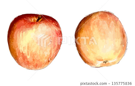 蘋果的水彩素描 135775836