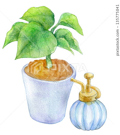 Watercolor illustration, hand-drawn illustration, indoor ornamental plants Watercolor illustration, hand-drawn illustration, indoor ornamental plants 135775841