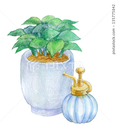 水彩插畫，手繪插畫，室內觀賞植物 135775842