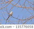 A fluffy long-tailed tit in the winter sky 135776058