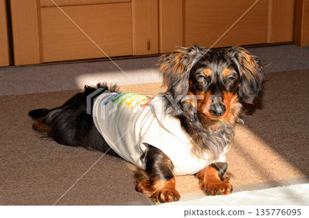 Our cute dachshund relaxing in the room Our cute dachshund relaxing in the room 135776095