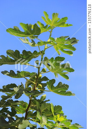 未成熟的無花果 135776118